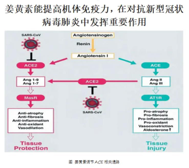 姜黃素.jpg 姜黃素.jpg