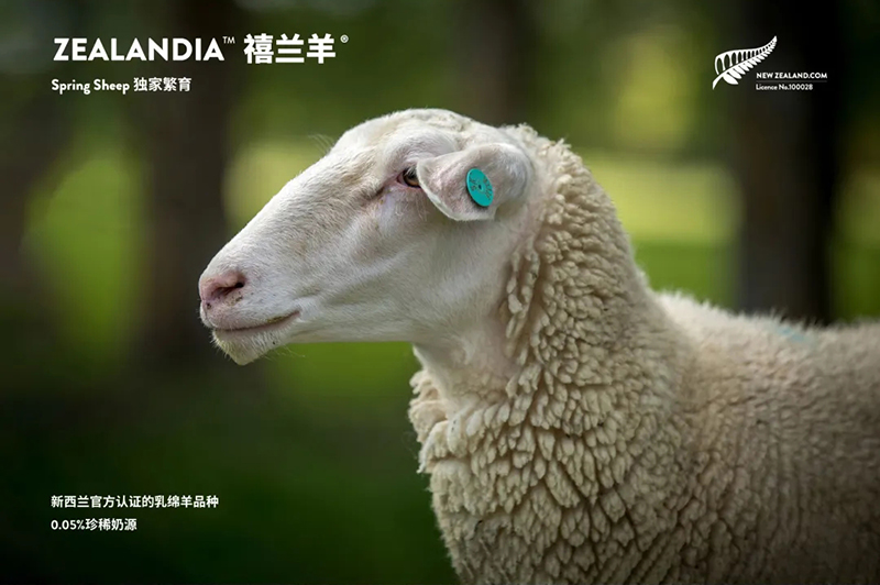 Spring Sheep���dȫ�d����׃��̷�����^ע���@�G����CBME05.jpg