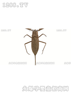 �����ٿƿ�֮���x(ch��ng)ƪ